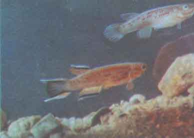 Аквариумное рыбоводство. Афиосемион южный