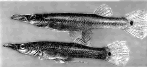 Аквариумное рыбоводство. Рис. 96. Белонесокс