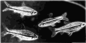 Аквариумное рыбоводство. Рис. 82. Наннэтиопс