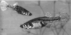 Аквариумное рыбоводство. Рис. 97. Гамбузия