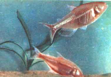 Аквариумное рыбоводство. Слепая рыба
